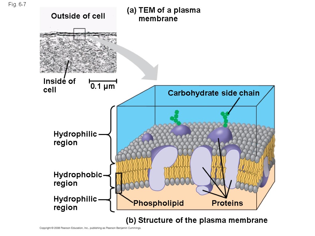 Fig. 6-7 TEM of a plasma membrane (a) (b) Structure of the plasma membrane
